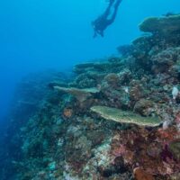 Diver descending over table corals along the reef wall at Kalanggaman Island