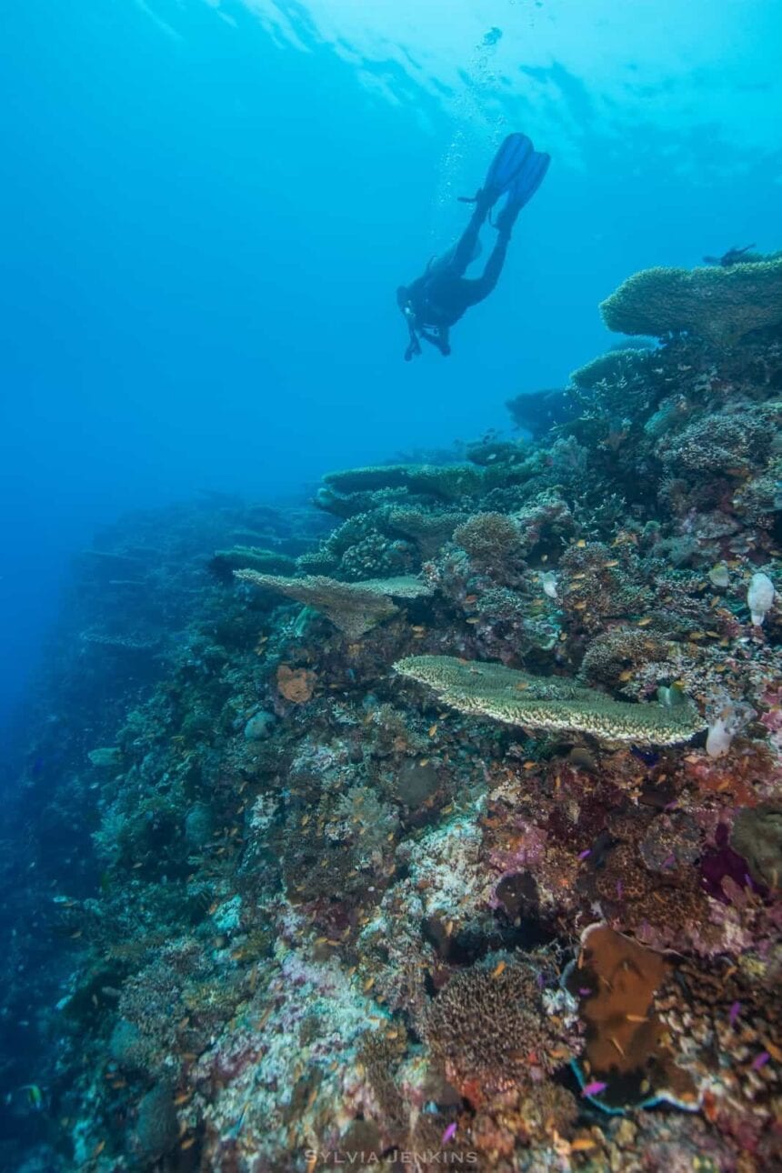 Diver descending over table corals along the reef wall at Kalanggaman Island