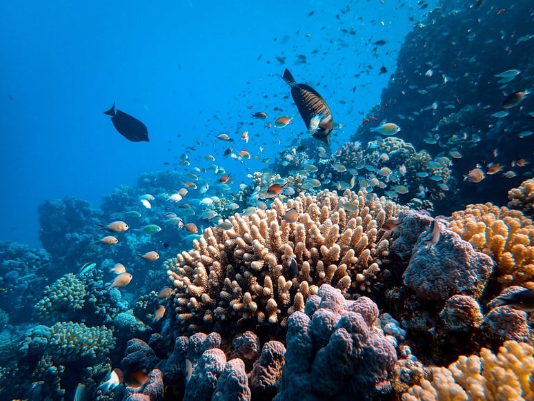 coral reef teeming with tropical fish along Andros Barrier Reef