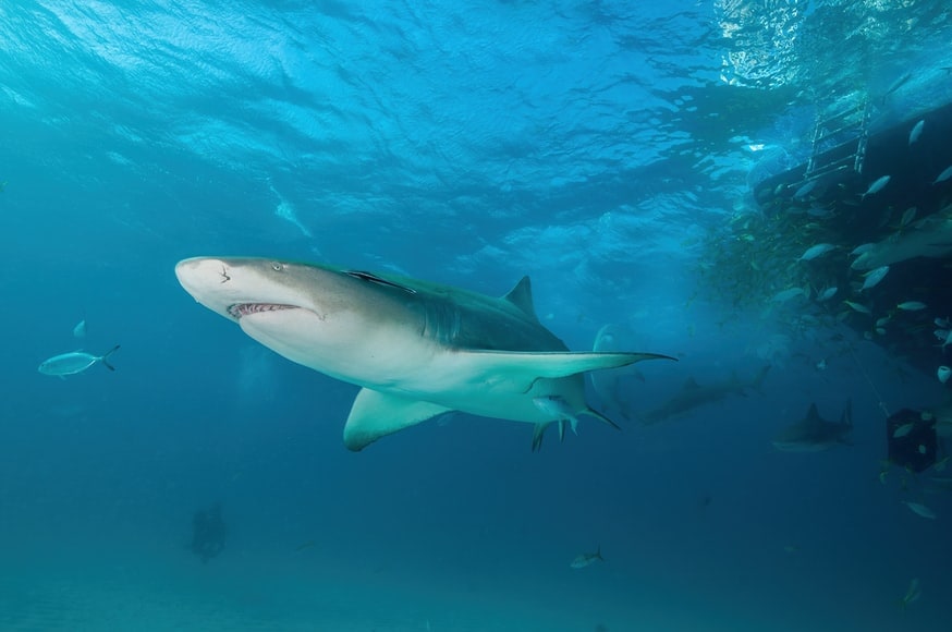 A shark cruises past a dive cage at Tiger Beach, a well known shark diving site in the Bahamas