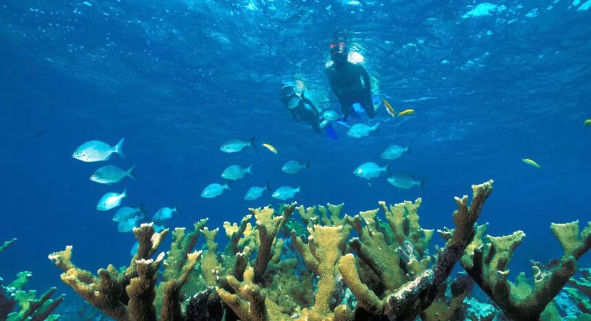 Two snorkelers at the surface above a stand of elkhorn coral with a school of silver fish