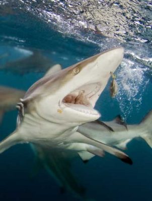 Blacktip reef shark biting bait with mouth open during a shark feeding dive