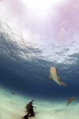 Diver on the seafloor photographing a tiger shark swimming near the surface above