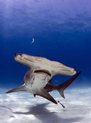 Great hammerhead shark facing the camera over a sandy seabed in the Bahamas