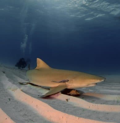 Lemon shark resting on white sand with a diver watching from behind