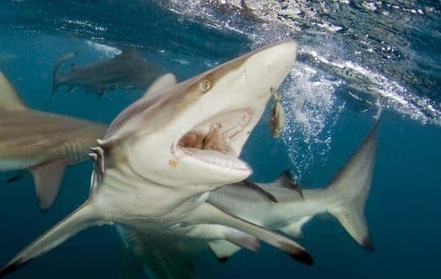 Several blacktip reef sharks feeding together in a cloud of bubbles near the surface