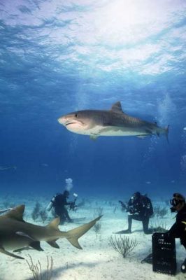 Great hammerhead shark swimming past two scuba divers