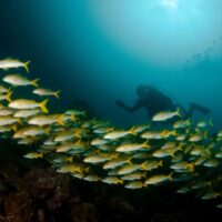 Diver silhouetted behind a curving school of yellow goatfish on Coco View Wall in Roatan