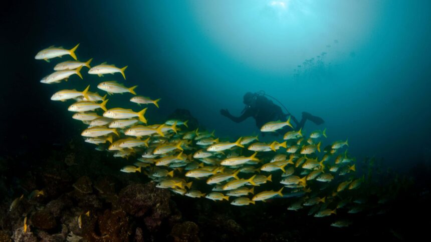 Diver silhouetted behind a curving school of yellow goatfish on Coco View Wall in Roatan