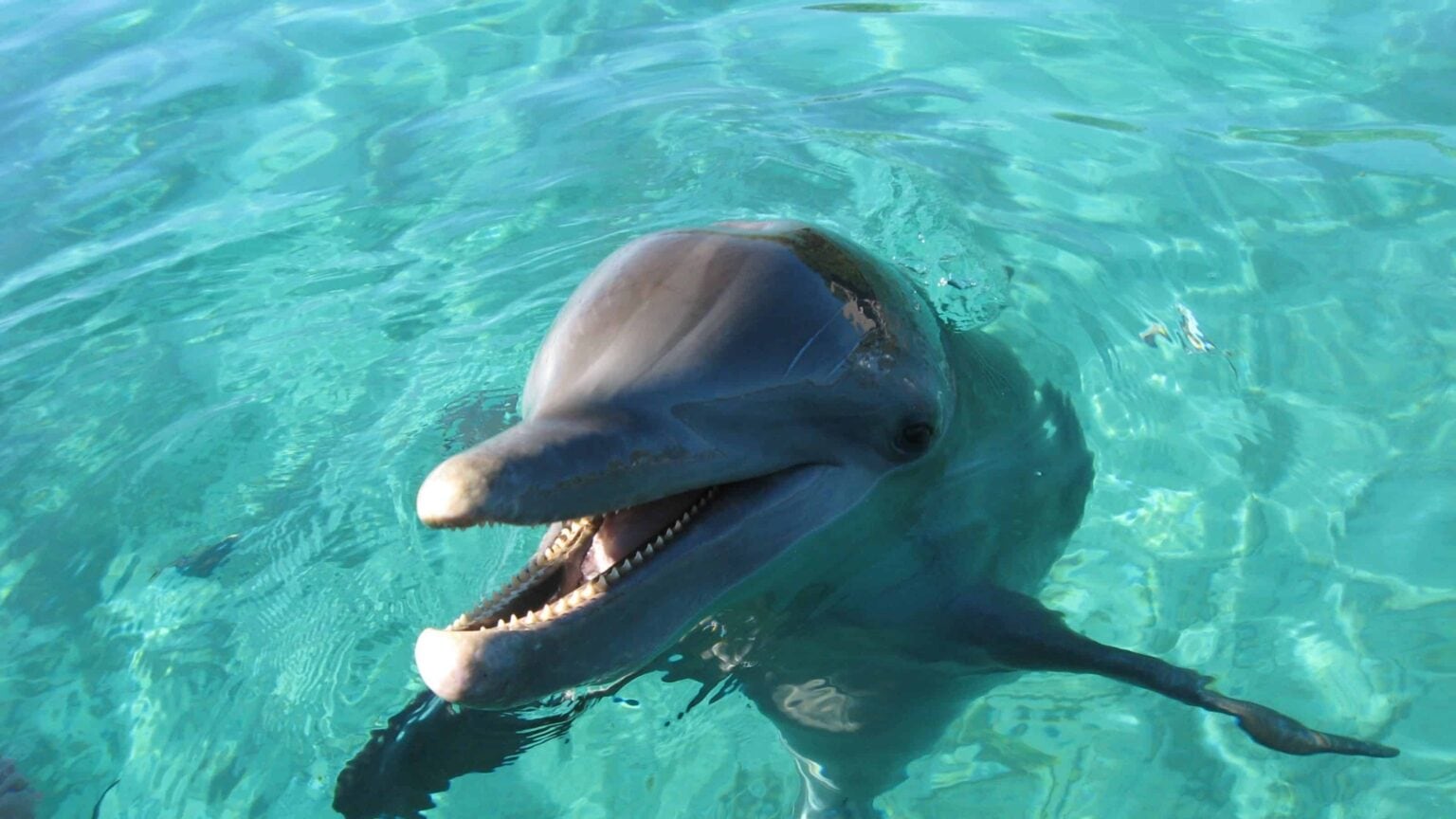 Bottlenose dolphin surfacing with its mouth open in clear turquoise shallows