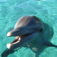 Bottlenose dolphin surfacing with its mouth open in clear turquoise shallows