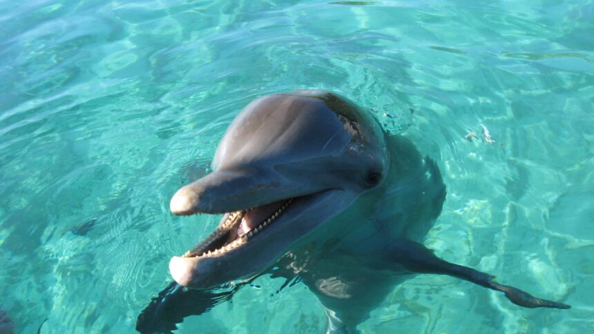 Bottlenose dolphin surfacing with its mouth open in clear turquoise shallows