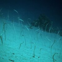 Garden eels rising from a sandy slope at Mandy's Eel Garden in Roatan
