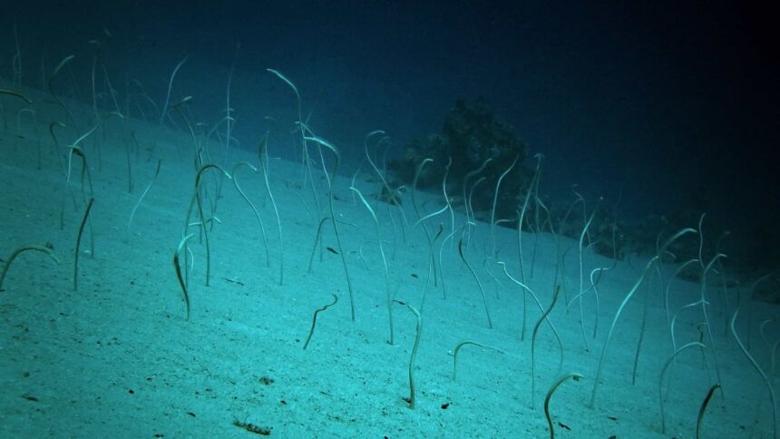 Garden eels rising from a sandy slope at Mandy's Eel Garden in Roatan