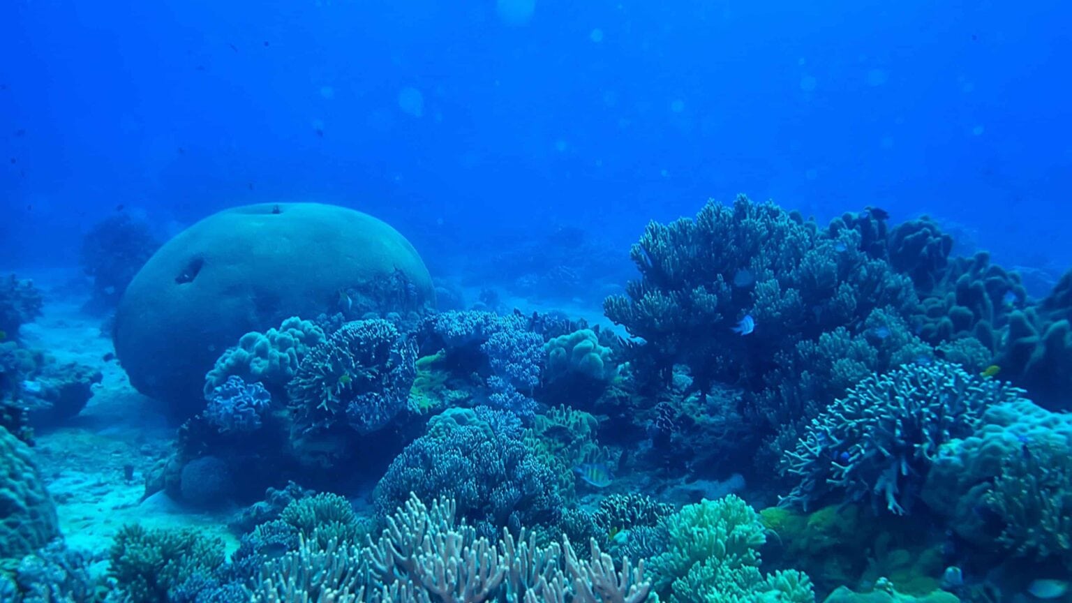 Boulder and branching hard corals covering the reef at Calvin's Crack in Roatan