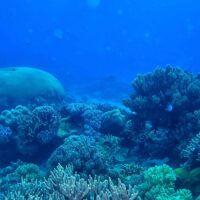 Boulder and branching hard corals covering the reef at Calvin's Crack in Roatan