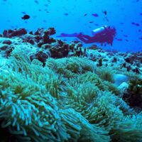 Diver swimming above a dense field of pale anemones at the Menagerie dive site in Roatan