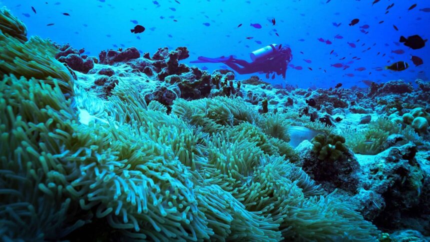 Diver swimming above a dense field of pale anemones at the Menagerie dive site in Roatan