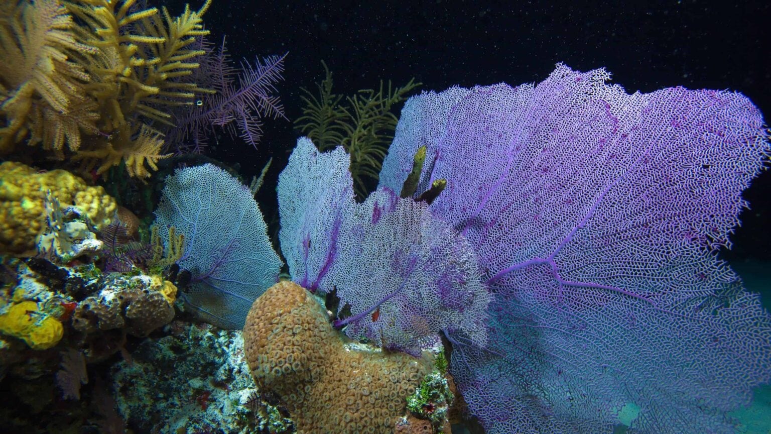 Purple sea fans and yellow soft corals on a seamount at Cayos Cochinos, Honduras