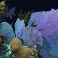 Purple sea fans and yellow soft corals on a seamount at Cayos Cochinos, Honduras