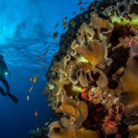 Diver with dive lights beside a wall of soft corals and orange anthias at Keyhole Reef