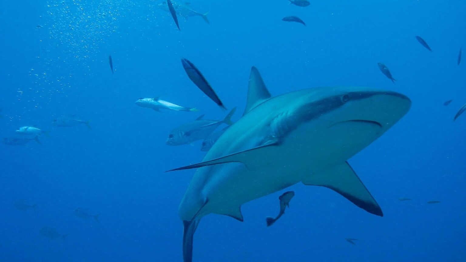 Reef shark cruising past a school of jacks in open blue water at the Texas dive site