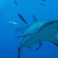 Reef shark cruising past a school of jacks in open blue water at the Texas dive site