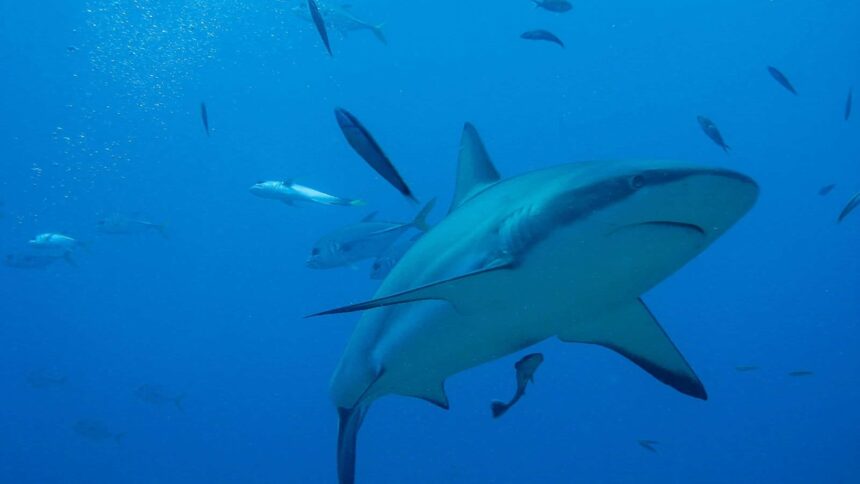 Reef shark cruising past a school of jacks in open blue water at the Texas dive site