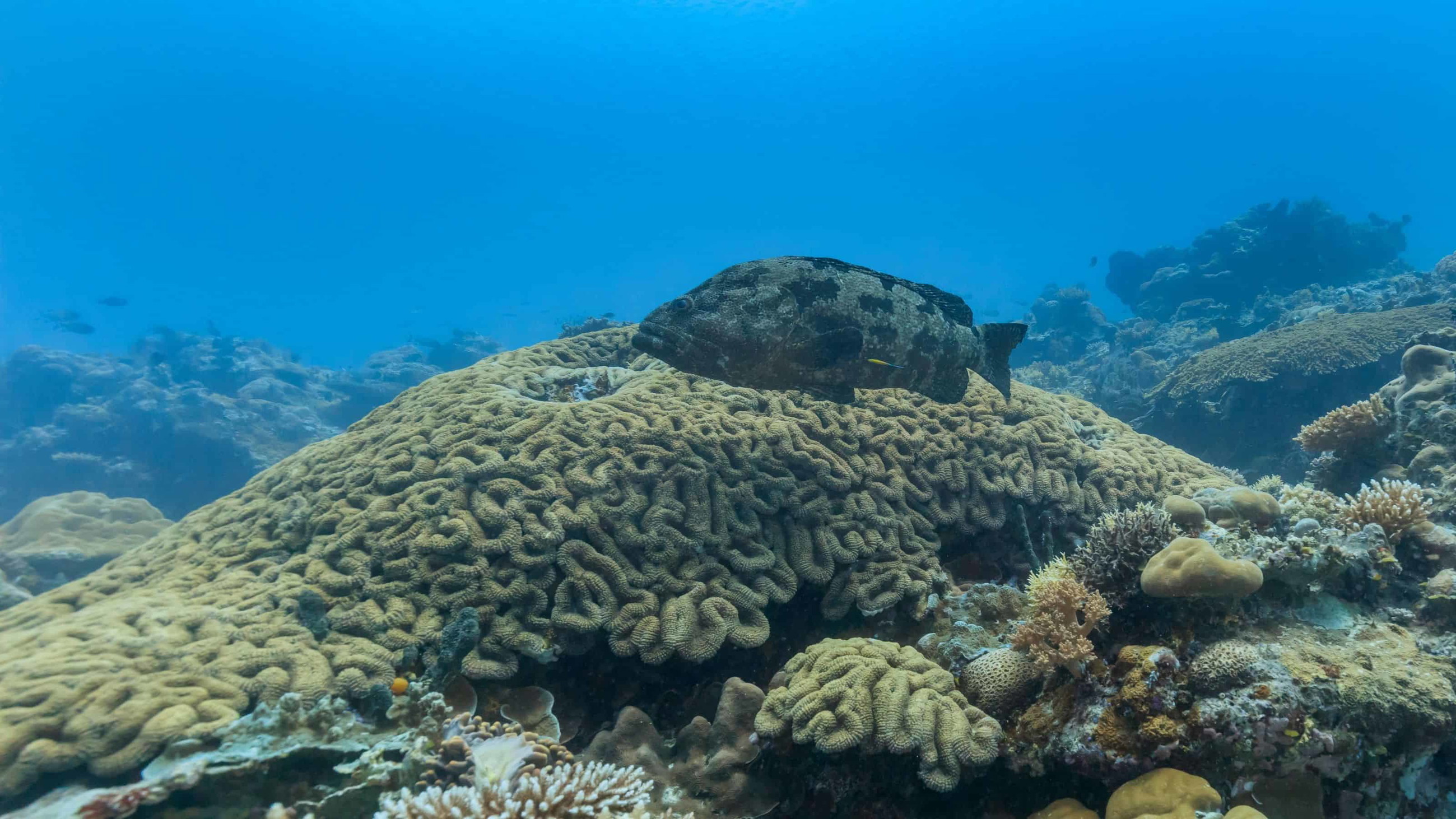 Large brain coral mound spreading across the reef at Spooky Channel in Roatan