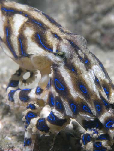 Blue-ringed octopus displaying its bright blue rings while resting on a reef