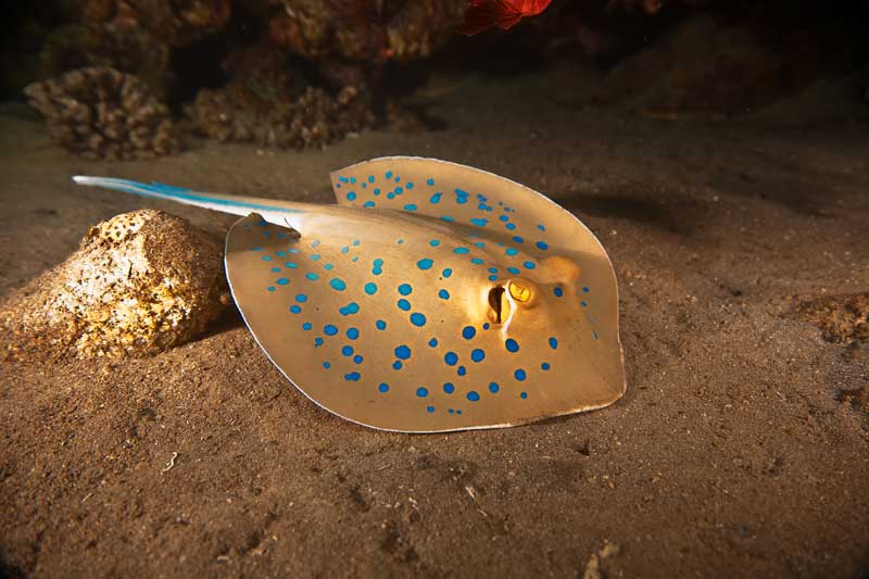 Blue-spotted stingray with a long tail resting on the sandy seafloor near a reef