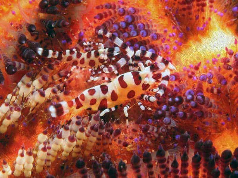 Pair of banded shrimp sheltering among the spiny texture of fire coral