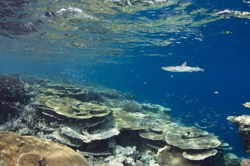 A reef shark cruises over shallow coral, one of Madagascar's dive sites flagged as high risk