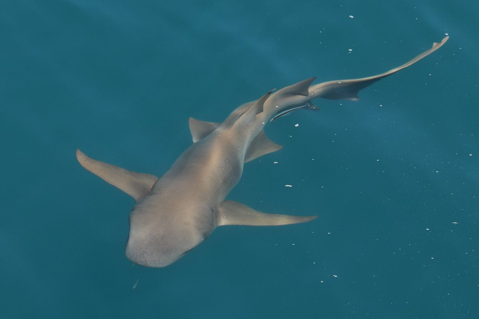 Nurse shark cruising just below the surface in clear open water at Shark Bay