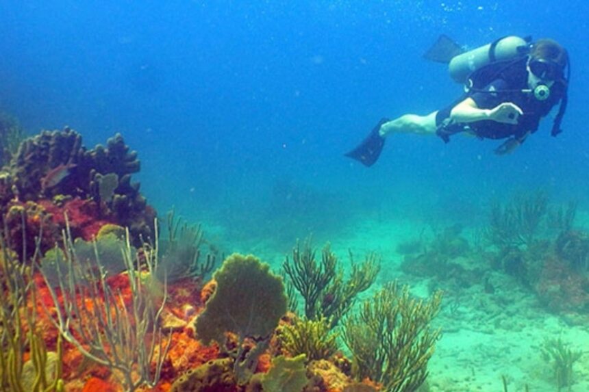 Diver finning over orange sponges and soft corals at Coral Gardens in Antigua