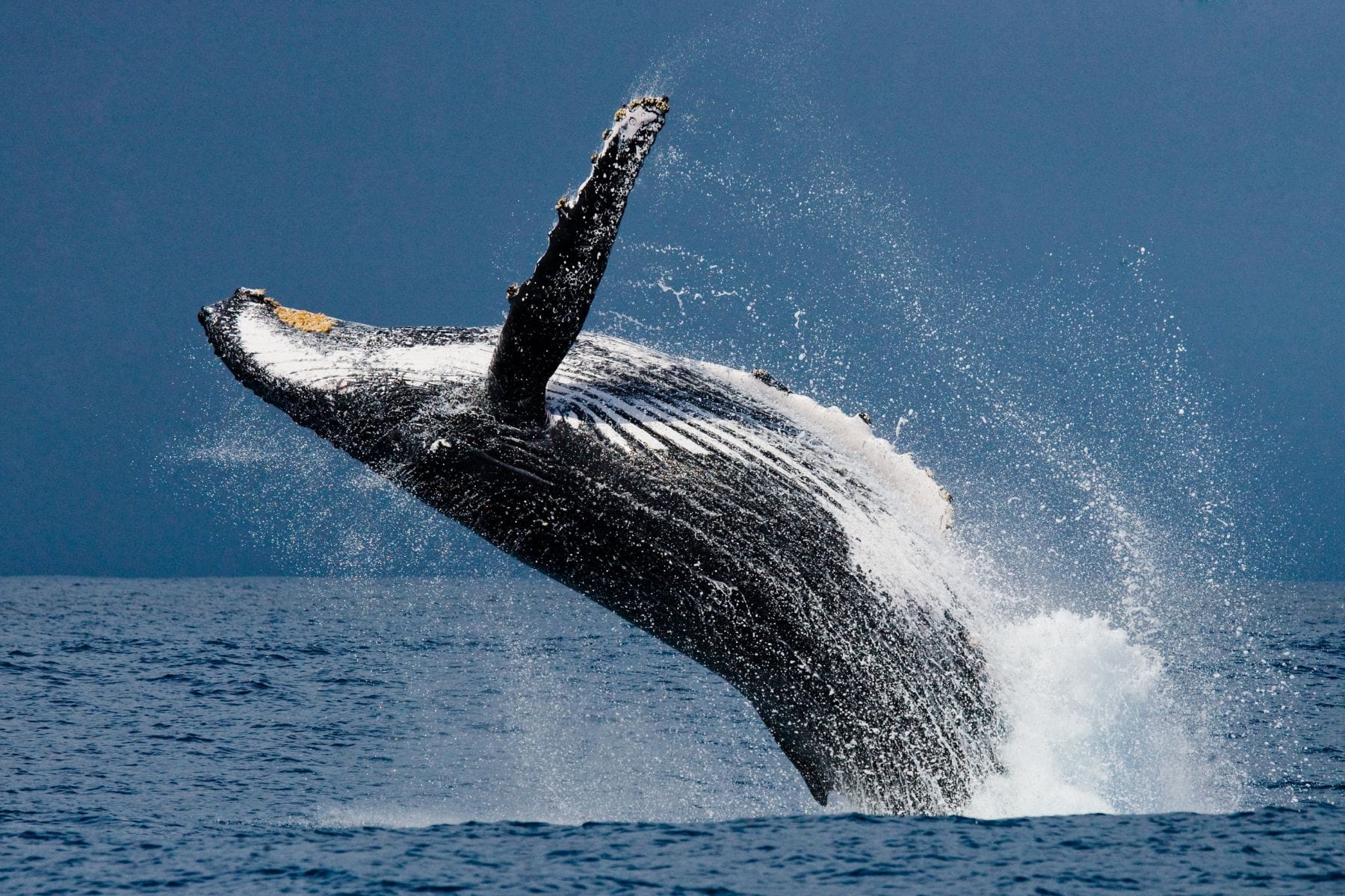 Humpback whale breaching clear of the open ocean in a burst of white spray