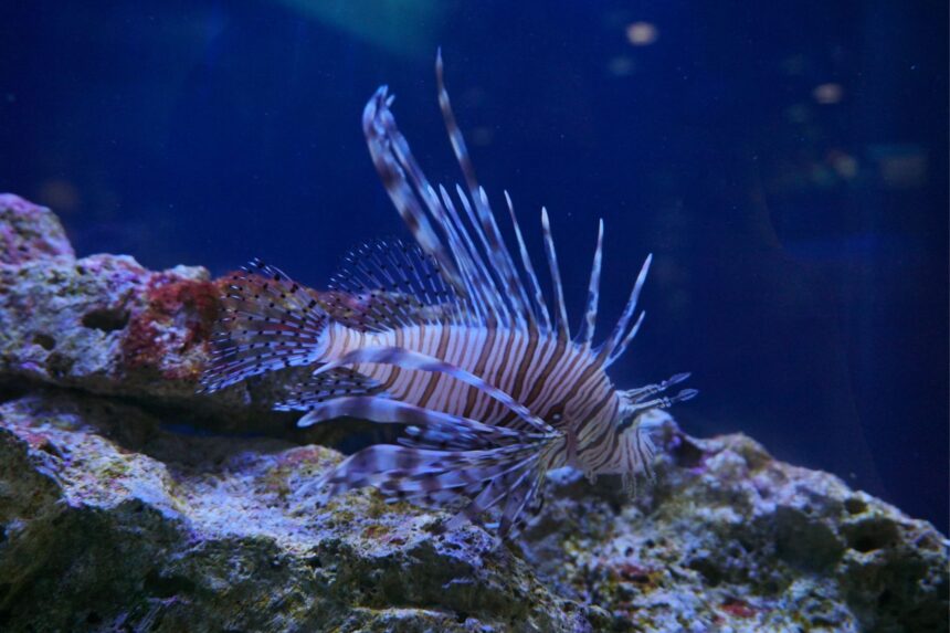 Lionfish hovering with fins spread over a rocky reef ledge in dark blue water