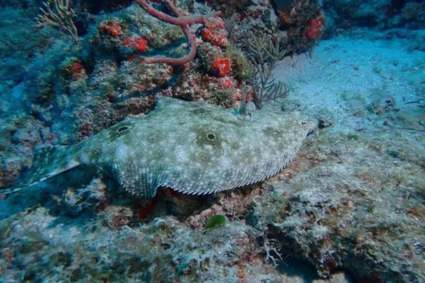 Flounder lying camouflaged on reef rubble beside a red sea rod and orange sponge