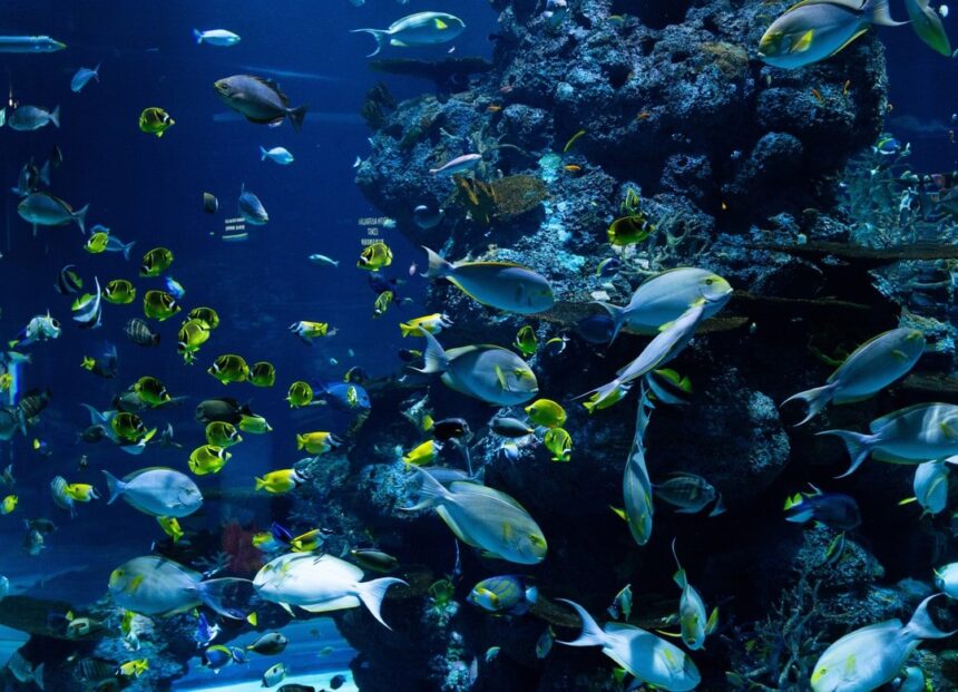 Schools of tangs and butterflyfish crowding a reef in deep blue water