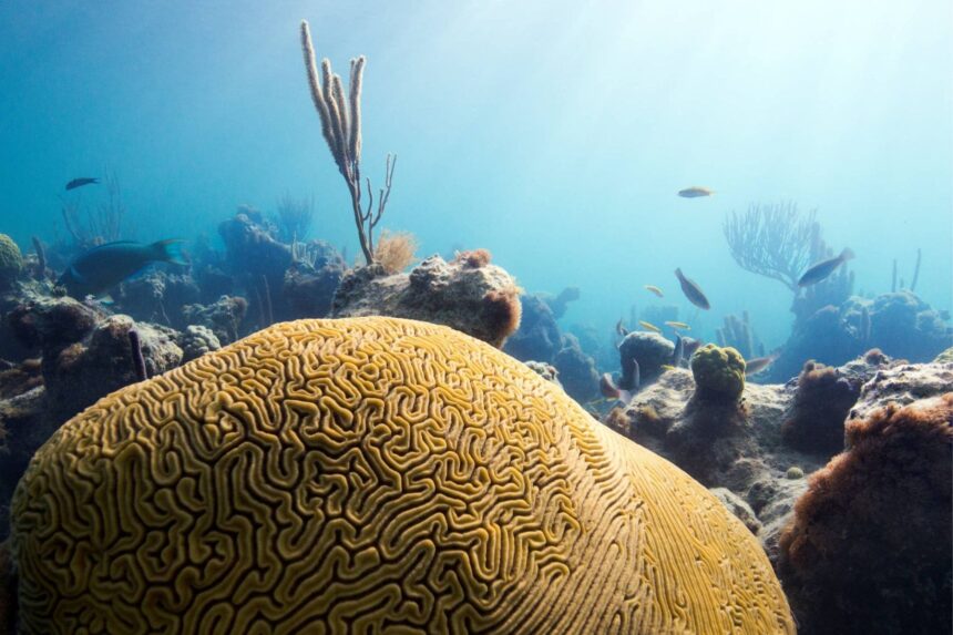 Brain coral and reef fish thrive on a shallow Turks and Caicos reef