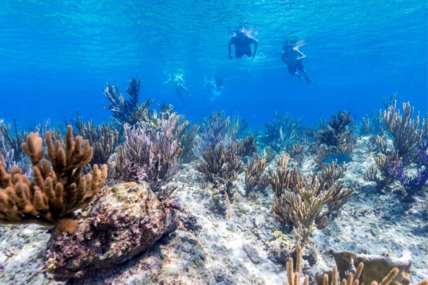 Snorkelers swim above a shallow coral reef near the water's surface