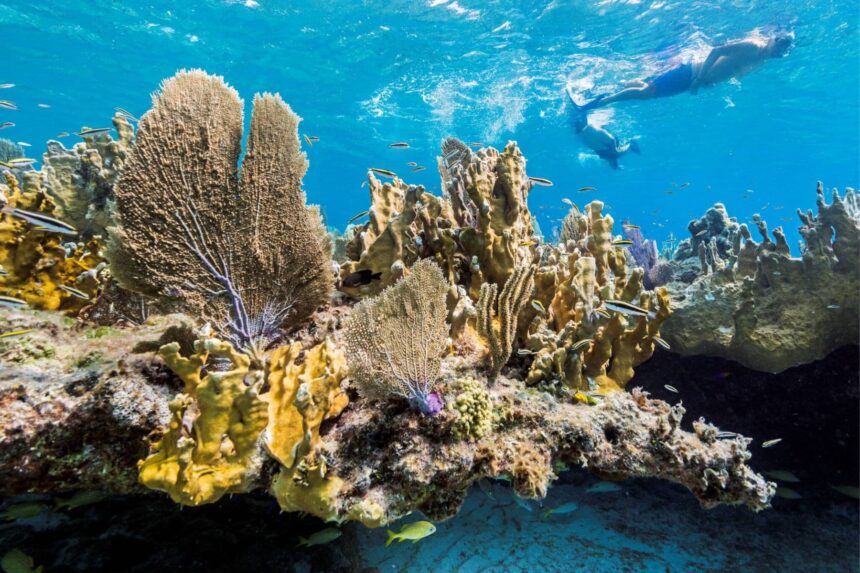 Sea fans and soft corals crowd a shallow reef ledge with a snorkeler passing above