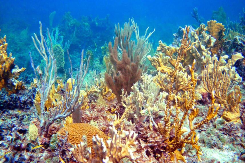 Colorful sea fans and coral heads make up Smith's Reef off Providenciales