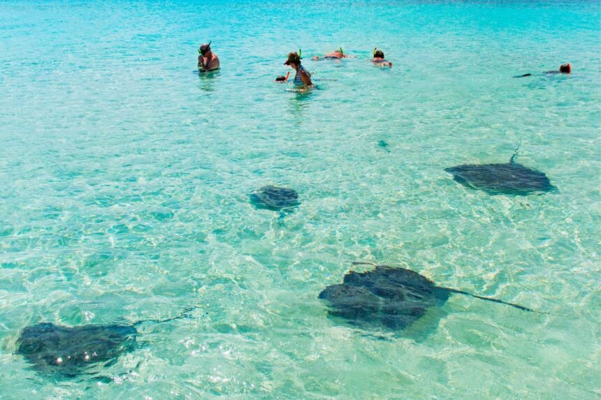 Stingrays swim through shallow clear water while snorkelers wade nearby at Gibbs Cay