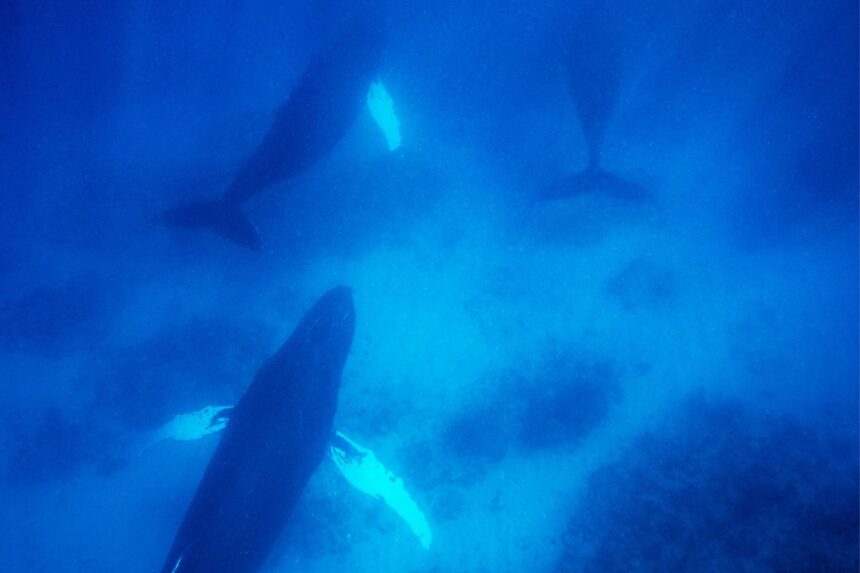 Three humpback whales swim together in deep blue water off Turks and Caicos
