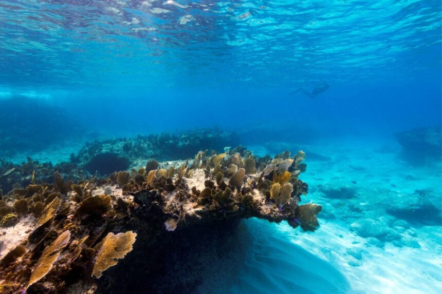 A snorkeler swims over a shallow reef ledge dropping into deeper water