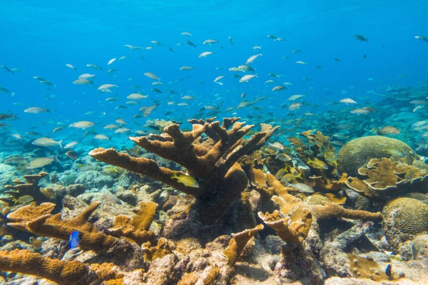 Arashi Reef Fish School A dense school of fish swims over elkhorn coral at Arashi Reef in Aruba
