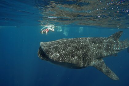 A snorkeler swims above a massive spotted whale shark near Isla Mujeres