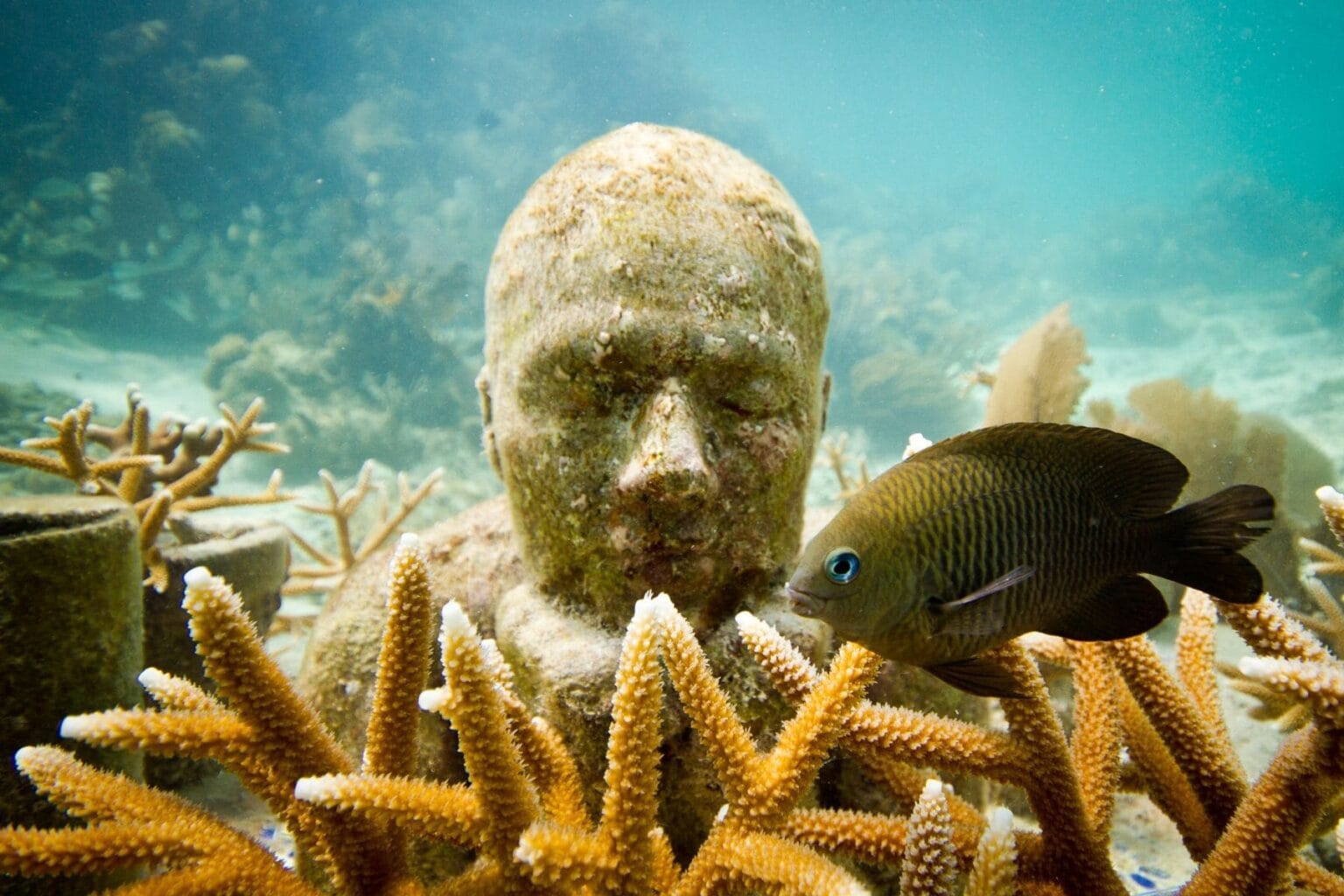 Underwater statue at the MUSA sculpture museum with a damselfish swimming past coral