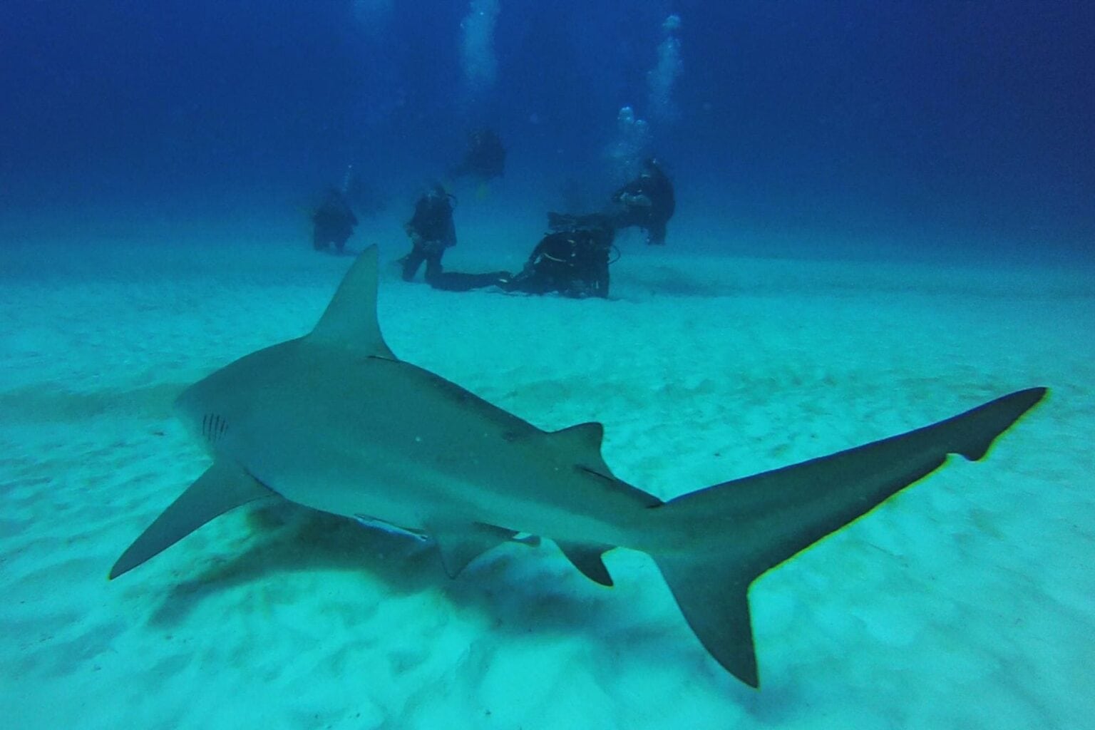 Bull shark swimming over sand with divers observing in the background